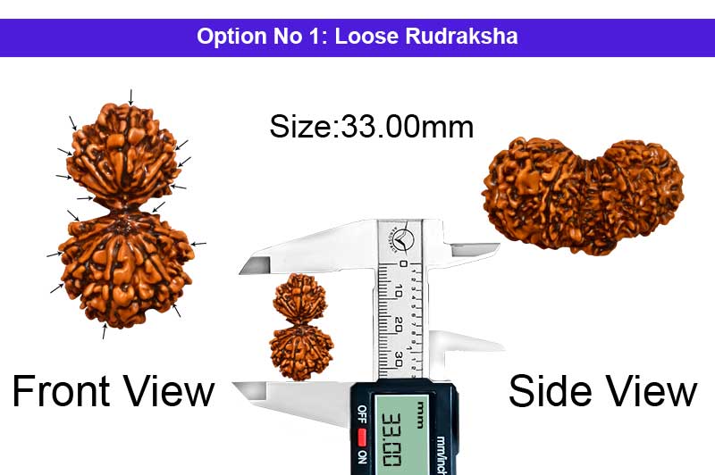 15 Mukhi Gauri Shankar Nepali Rudraksha-RD-15-A-A-09-1