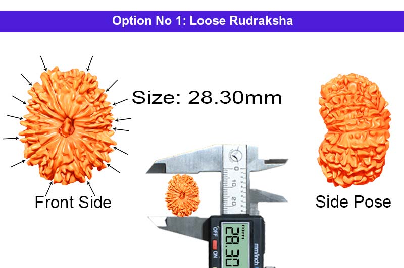 15 Mukhi Nepali Rudraksha-RD-15-A-C-06-1