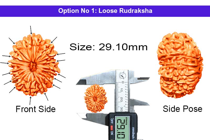 15 Mukhi Nepali Rudraksha-RD-15-A-C-08-1