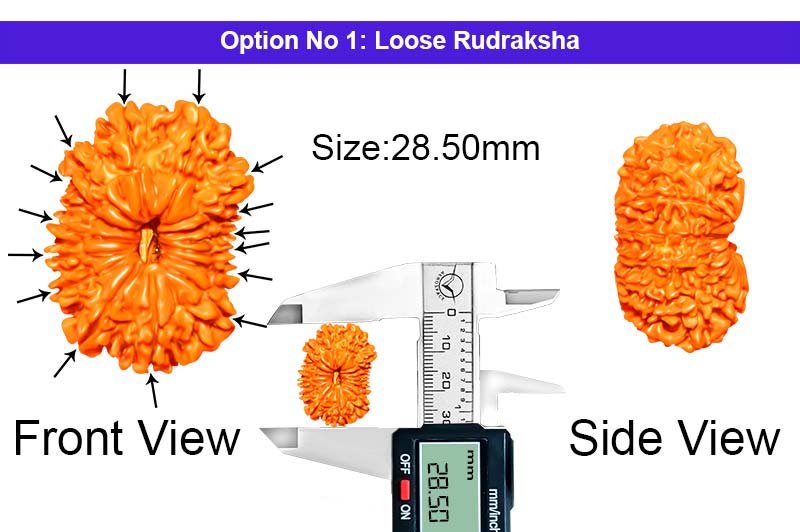 15 Mukhi Nepali Rudraksha-RD-15-A-C-14-1