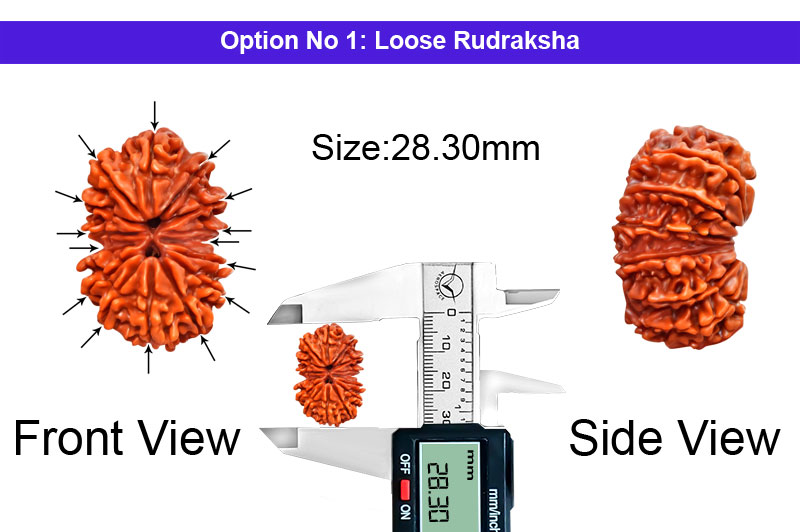 15 Mukhi Gauri Shankar Nepali Rudraksha-RD-15-A-C-23-1