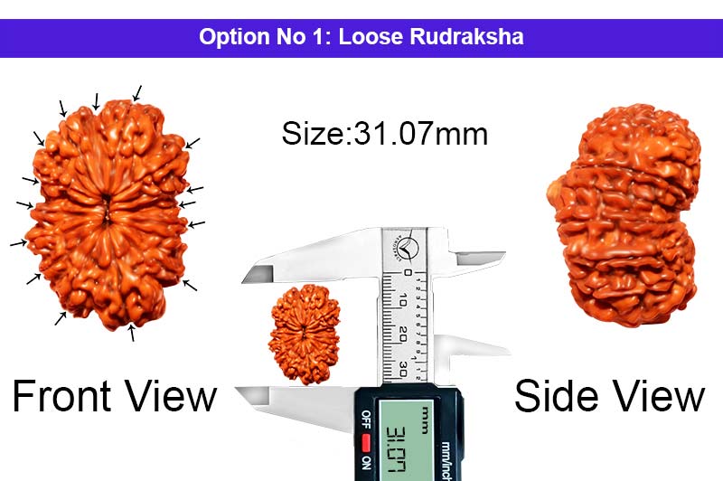 15 Mukhi Nepali Rudraksha-RD-15-B-B-07-1