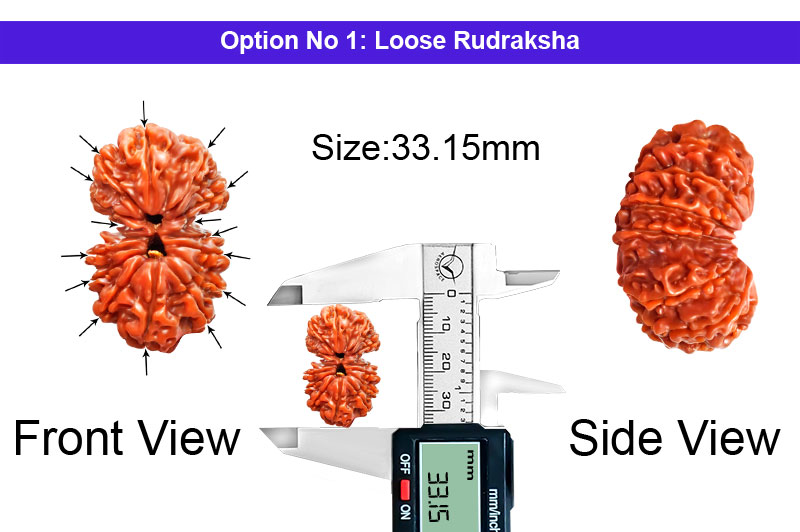 15 Mukhi Gauri Shankar Nepali Rudraksha-RD-15-B-C-04-1