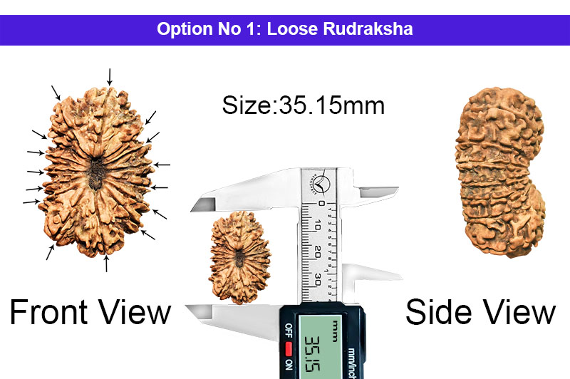 15 Mukhi Collector Nepali Rudraksha-RD-15-C-A-03-1