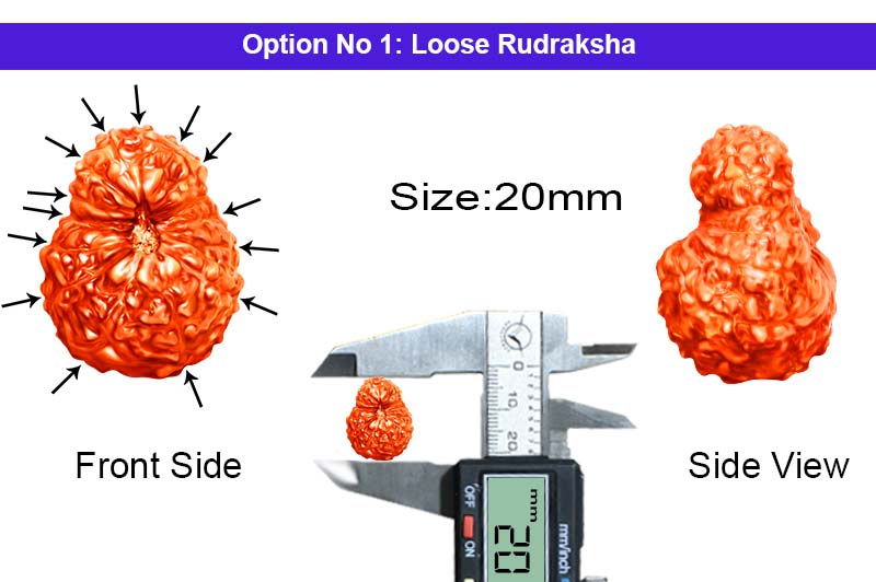 15 Mukhi Indonesian Rudraksha-RD-15-I-37-1