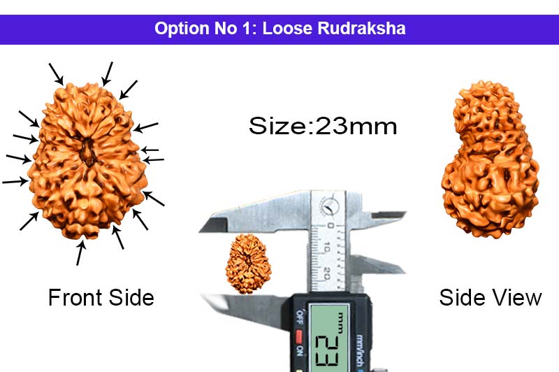 15 Mukhi Indonesian Rudraksha-RD-15-I-44-1