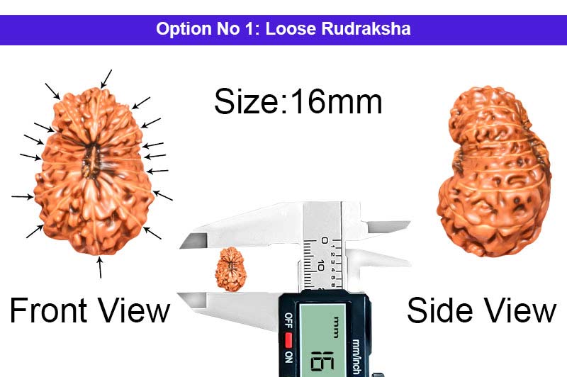 15 Mukhi Indonesian Rudraksha-RD-15-I-49-1