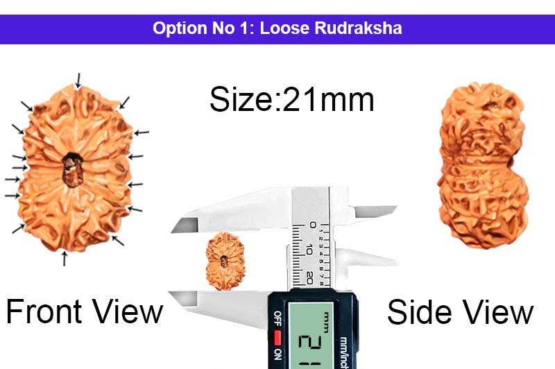 15 Mukhi Indonesian Rudraksha-RD-15-I-50-1