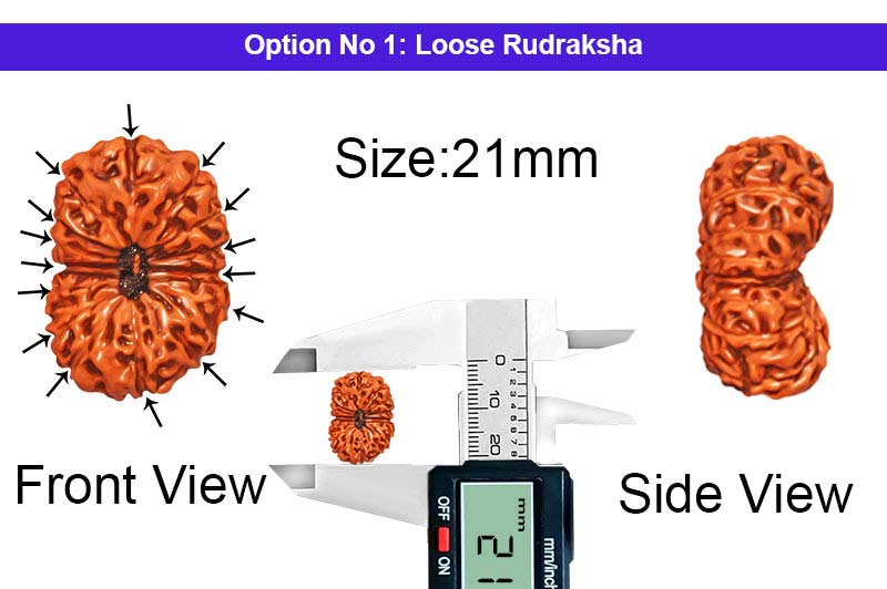 15 Mukhi Indonesian Rudraksha-RD-15-I-51-1