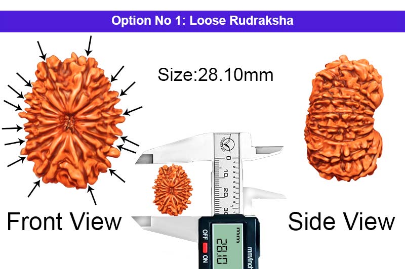 16 Mukhi Nepali Rudraksha-RD-16-B-A-08-1