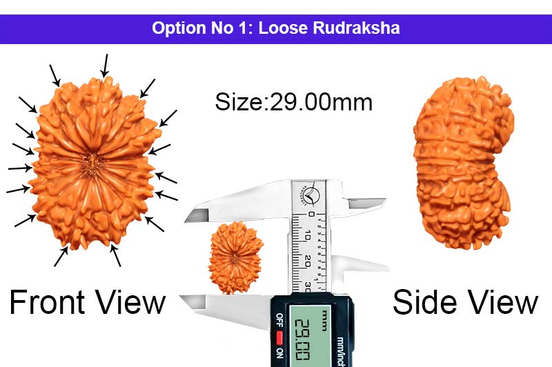 16 Mukhi Nepali Rudraksha-RD-16-B-A-10-1