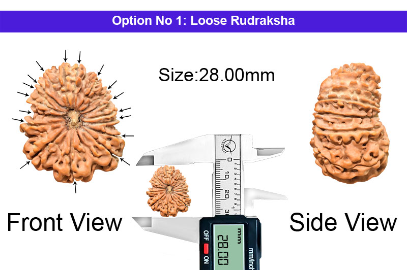 16 Mukhi Nepali Rudraksha-RD-16-B-A-18-1