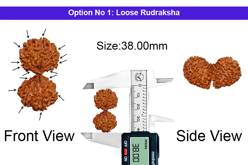 16 Mukhi Gauri Shankar Collector Nepali Rudraksha-RD-16-C-D-05-1