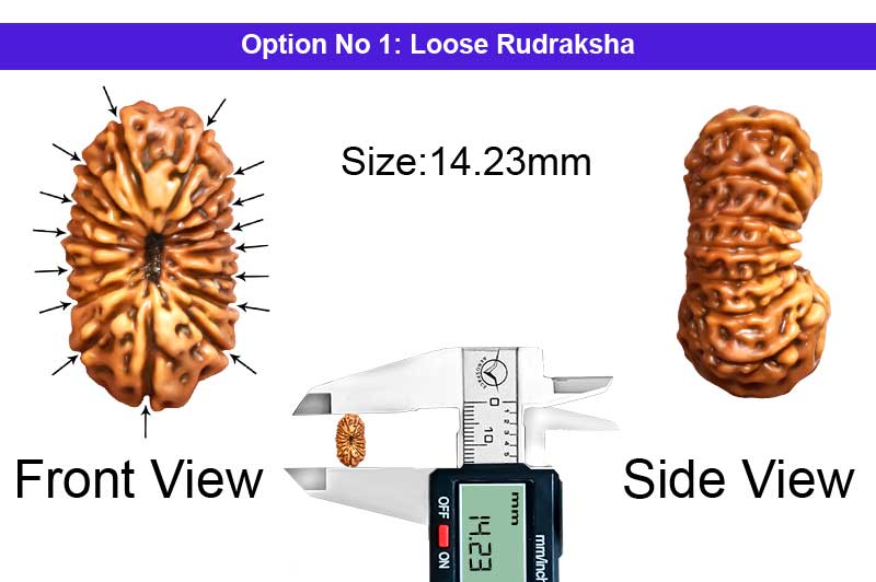 16 Mukhi Indonesian Rudraksha-RD-16-I-37-1