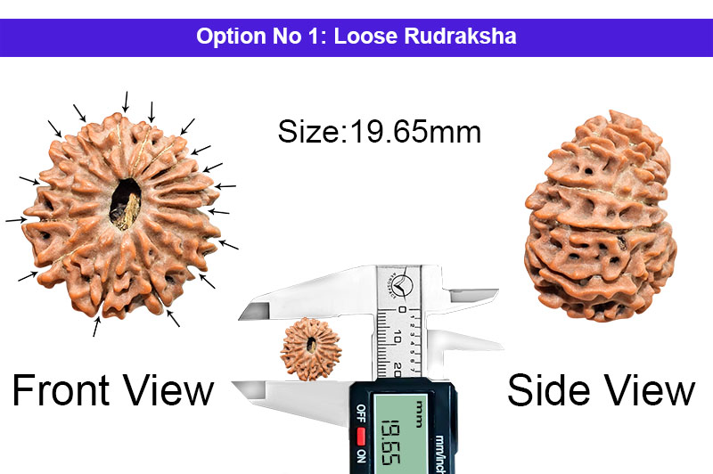 16 Mukhi Indonesian Rudraksha-RD-16-I-40-1