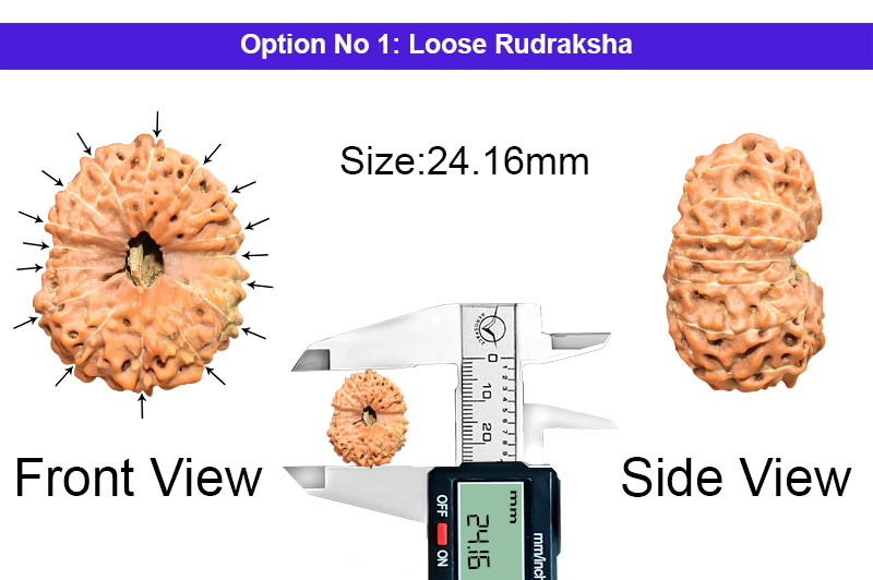 16 Mukhi Indonesian Rudraksha-RD-16-I-41-1