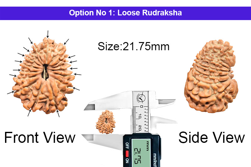 16 Mukhi Indonesian Rudraksha-RD-16-I-43-1