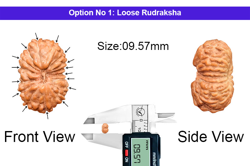 16 Mukhi Indonesian Rudraksha-RD-16-I-45-1