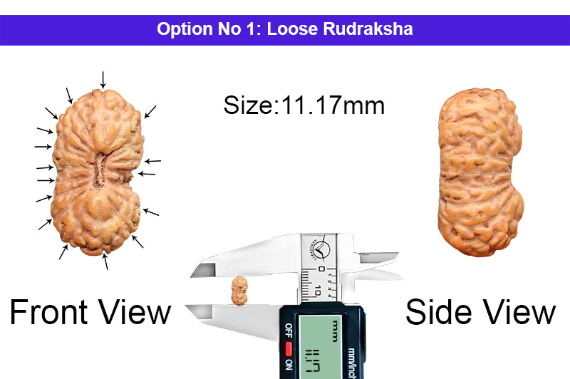 16 Mukhi Indonesian Rudraksha-RD-16-I-46-1