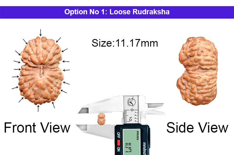 16 Mukhi Indonesian Rudraksha-RD-16-I-47-1
