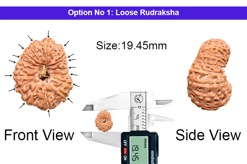 16 Mukhi Indonesian Rudraksha-RD-16-I-48-1