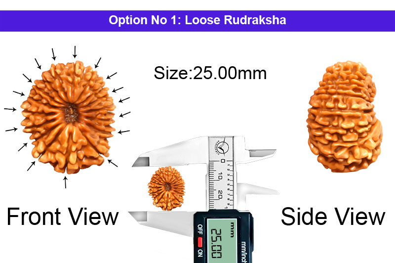 17 Mukhi Nepali Rudraksha-RD-17-A-A-03-1