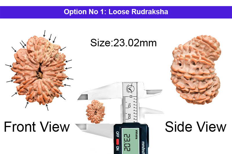 17 Mukhi Nepali Rudraksha-RD-17-A-A-04-1