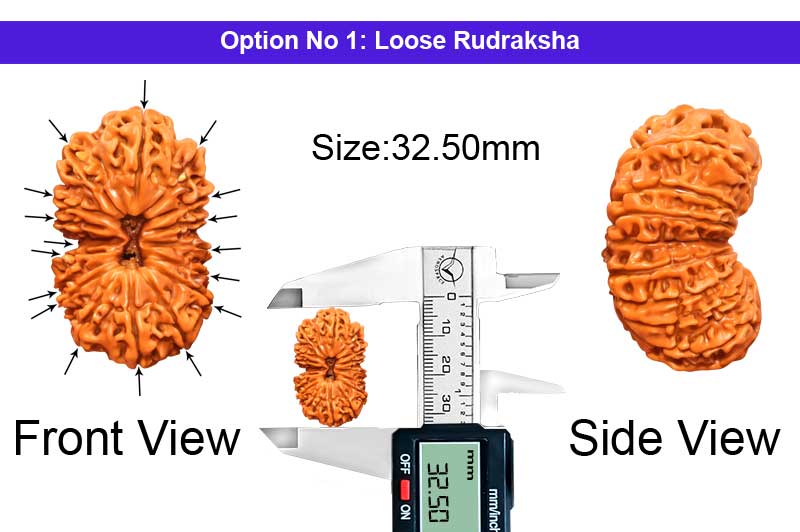 17 Mukhi Collector Nepali Rudraksha-RD-17-C-B-09-1