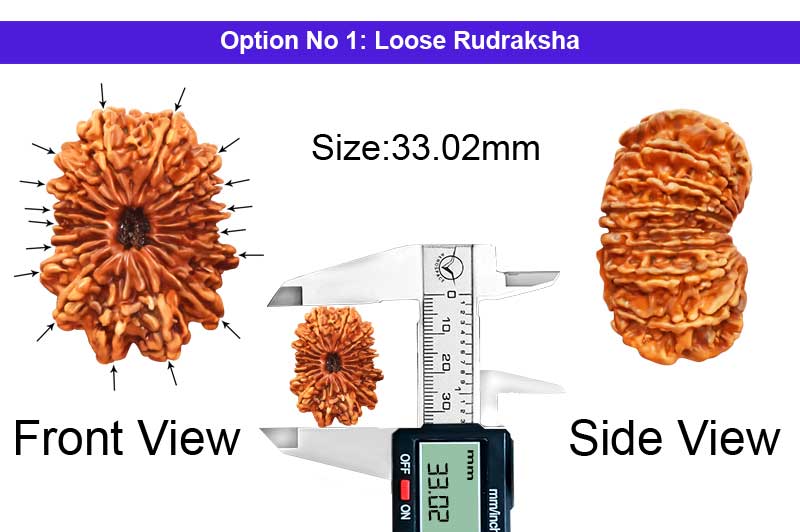 17 Mukhi Collector Nepali Rudraksha-RD-17-C-B-10-1