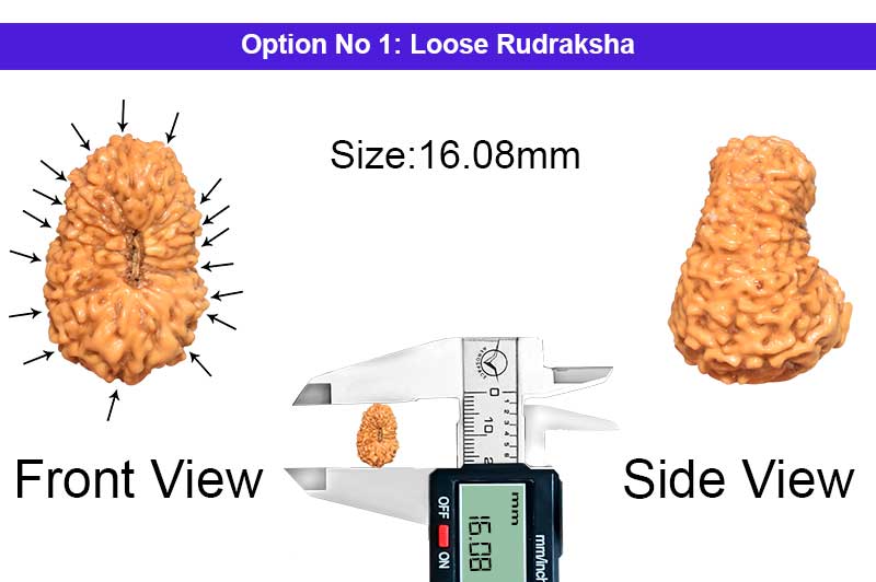 17 Mukhi Indonesian Rudraksha-RD-17-I-34-1