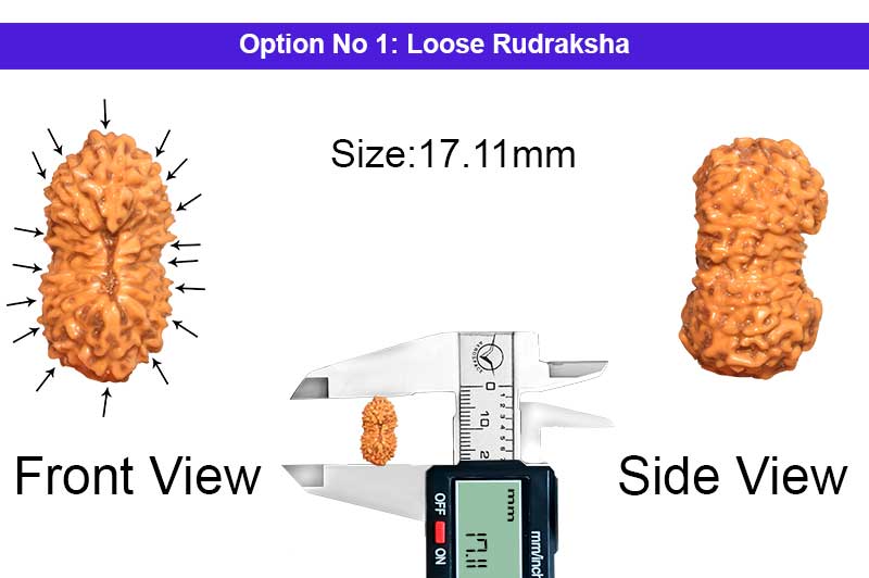 17 Mukhi Indonesian Rudraksha-RD-17-I-35-1