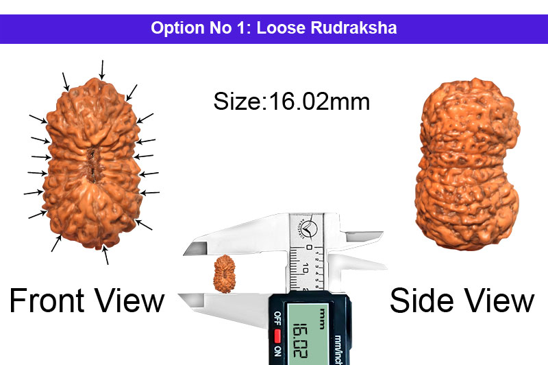 17 Mukhi Indonesian Rudraksha-RD-17-I-38-1