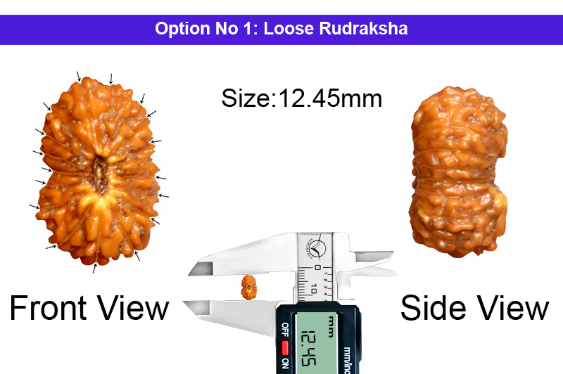 17 Mukhi Indonesian Rudraksha-RD-17-I-43-1