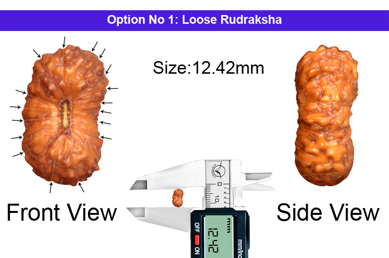 17 Mukhi Indonesian Rudraksha-RD-17-I-45-1