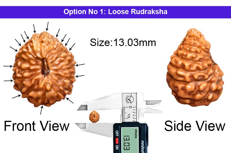 17 Mukhi Indonesian Rudraksha-RD-17-I-46-1