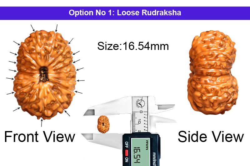 17 Mukhi Indonesian Rudraksha-RD-17-I-48-1