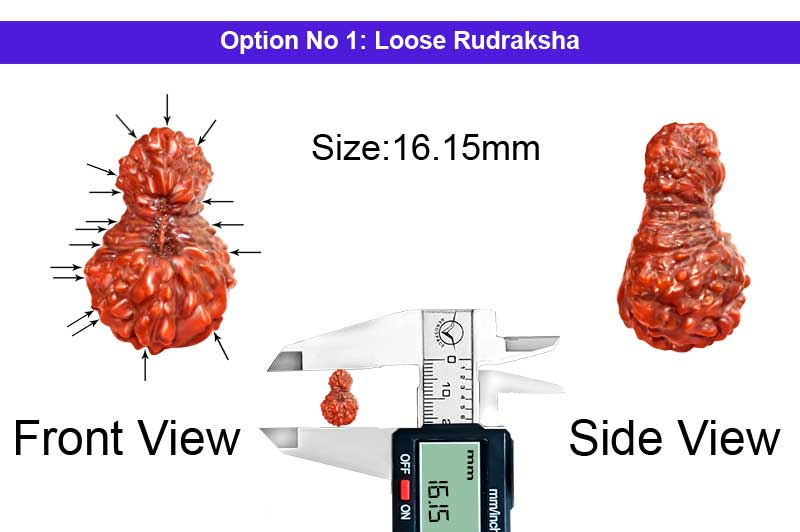 17 Mukhi Indonesian Rudraksha-RD-17-I-49-1