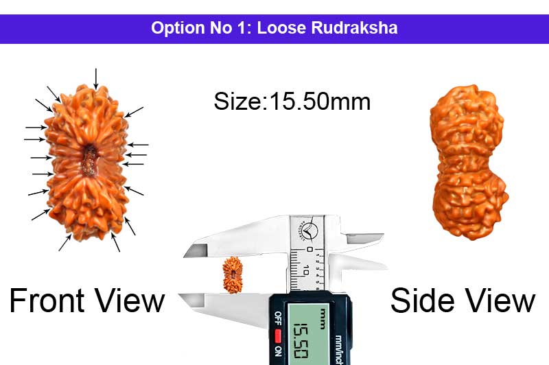 17 Mukhi Indonesian Rudraksha-RD-17-I-50-1