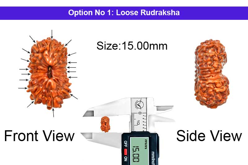 17 Mukhi Indonesian Rudraksha-RD-17-I-52-1