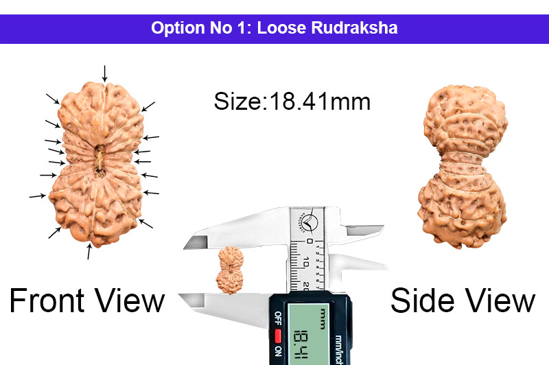 17 Mukhi Indonesian Rudraksha-RD-17-I-53-1