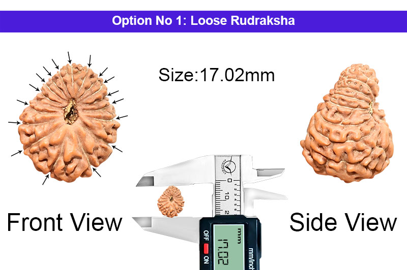 17 Mukhi Indonesian Rudraksha-RD-17-I-54-1
