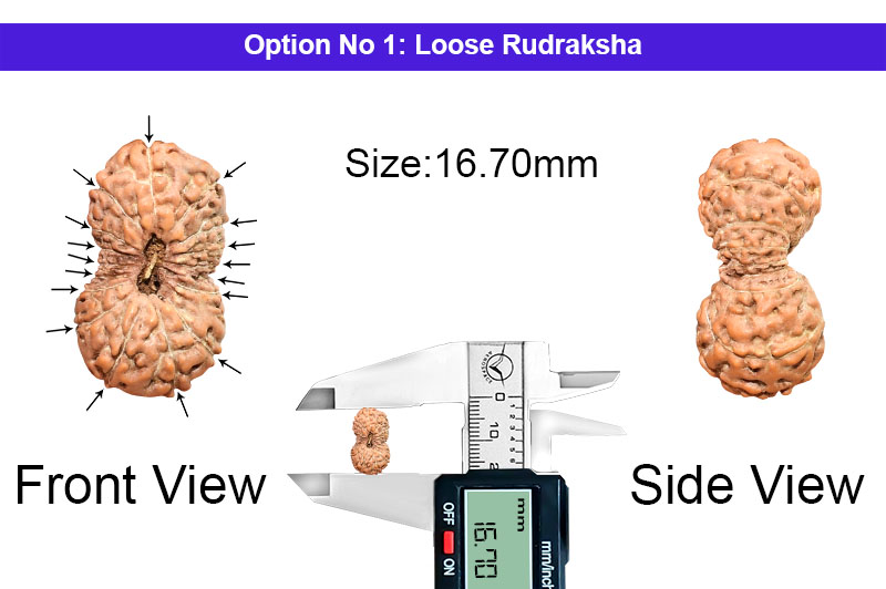 17 Mukhi Indonesian Rudraksha-RD-17-I-55-1