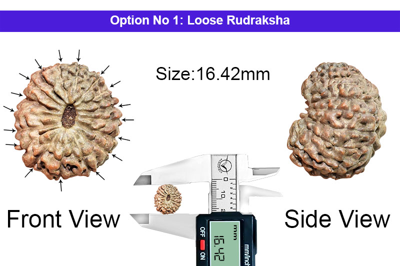 17 Mukhi Indonesian Rudraksha-RD-17-I-56-1