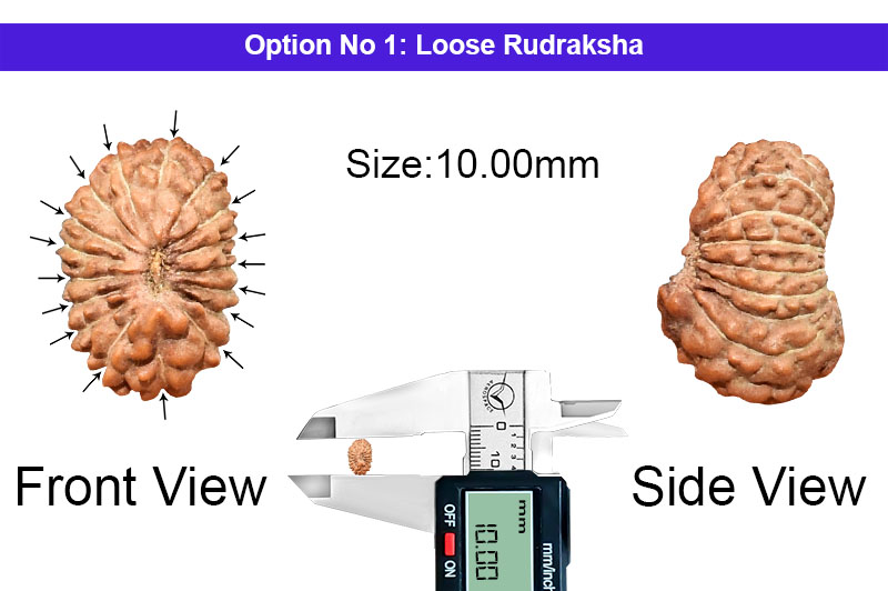 17 Mukhi Indonesian Rudraksha-RD-17-I-57-1