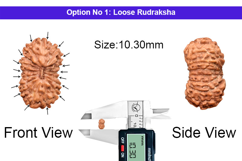 17 Mukhi Indonesian Rudraksha-RD-17-I-58-1