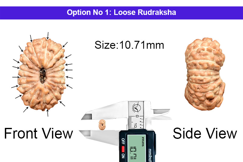 17 Mukhi Indonesian Rudraksha-RD-17-I-59-1