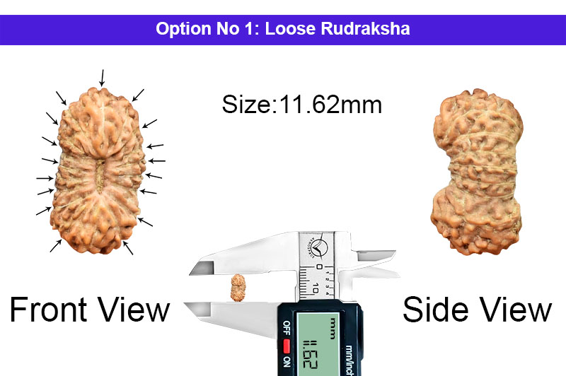 17 Mukhi Indonesian Rudraksha-RD-17-I-60-1