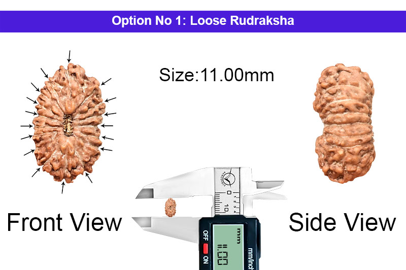 17 Mukhi Indonesian Rudraksha-RD-17-I-61-1