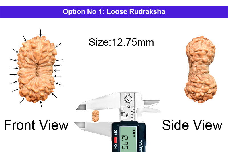 17 Mukhi Indonesian Rudraksha-RD-17-I-62-1