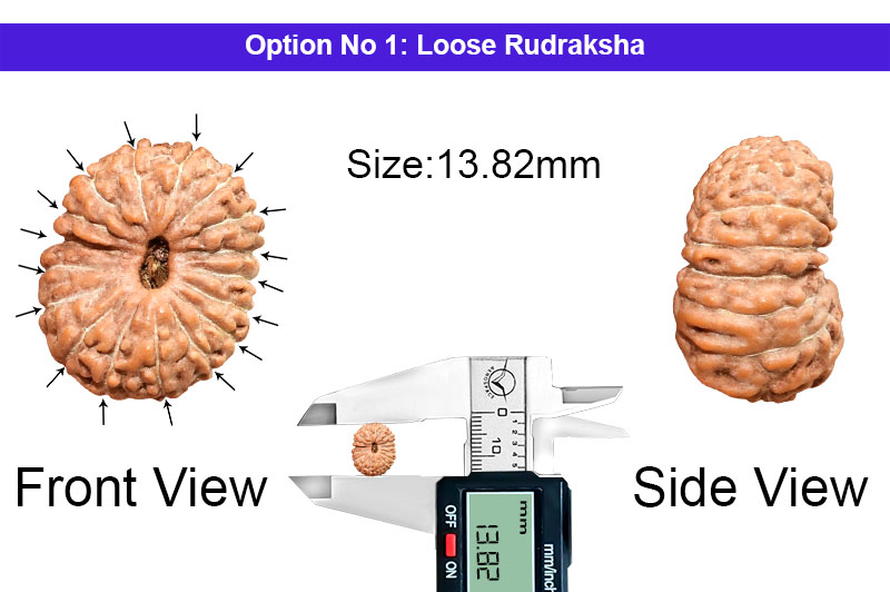 17 Mukhi Indonesian Rudraksha-RD-17-I-63-1
